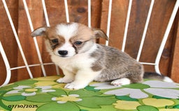 Welsh Corgi Pembroke dogs for sale: Sammy - Image 4