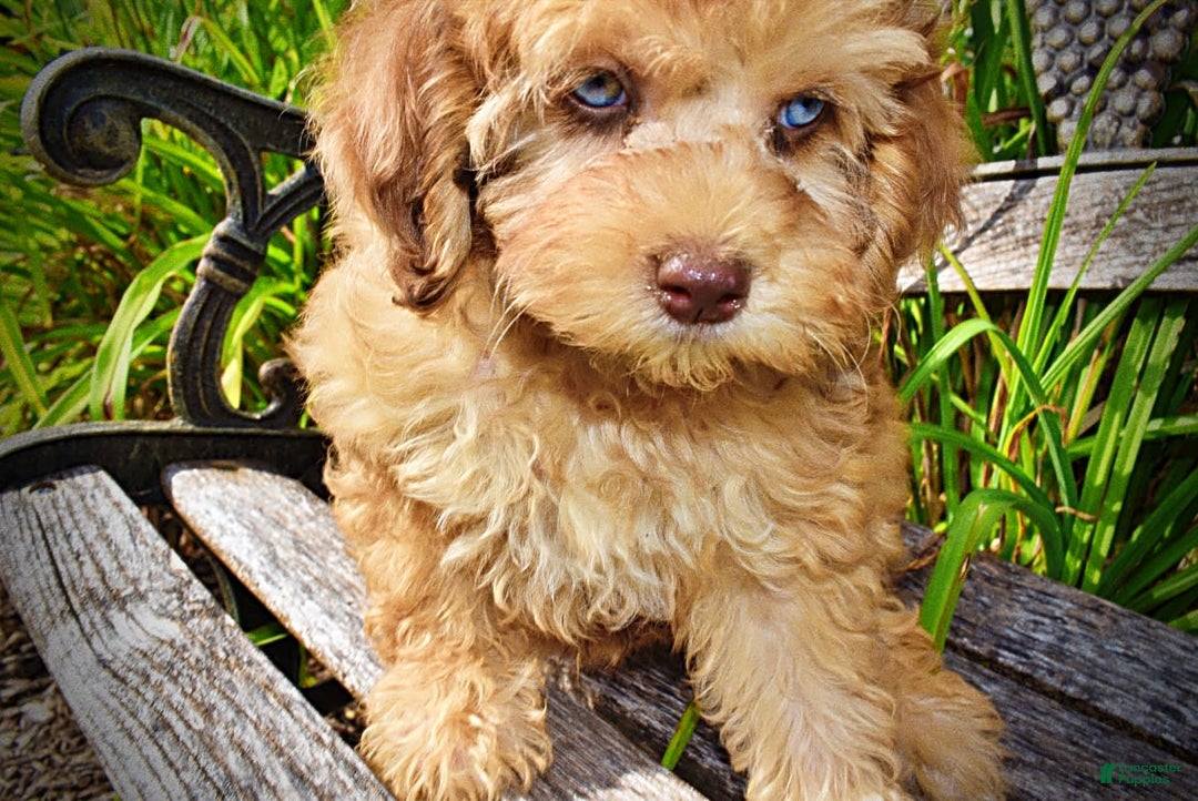 Havapoo dogs for sale: Fancy - Image 22