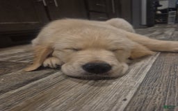 Golden Retriever dogs for sale: Charlie - Image 4
