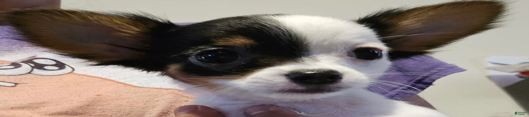Cookie