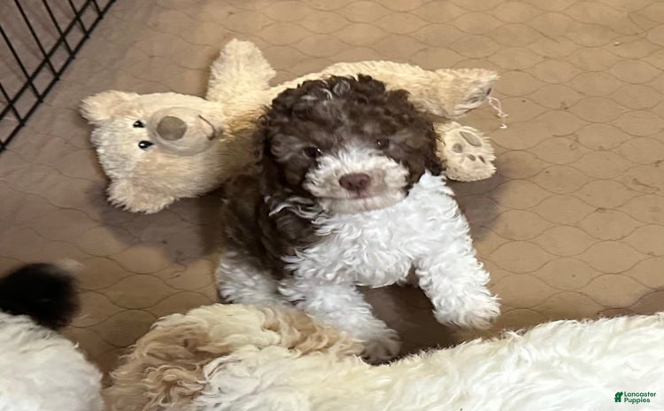 Miniature Poodle dogs for sale - Ad 1