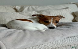 Jack Russell Terrier dogs for sale: Badger - Image 6
