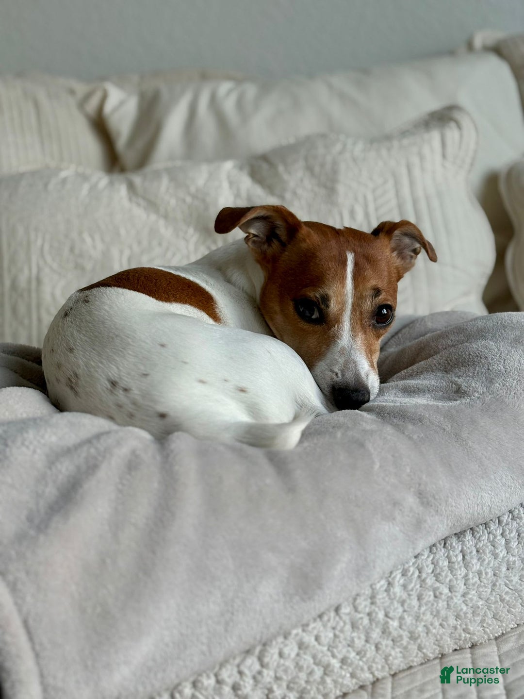 Jack Russell Terrier dogs for sale: Badger - Image 6