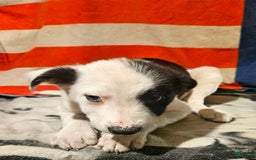 Border Collie dogs for sale: I-dog - Image 9