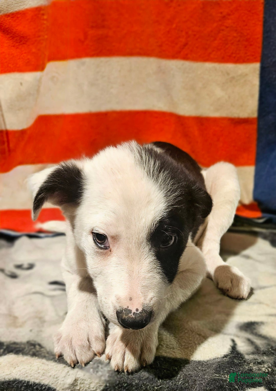 Border Collie dogs for sale: I-dog - Image 9