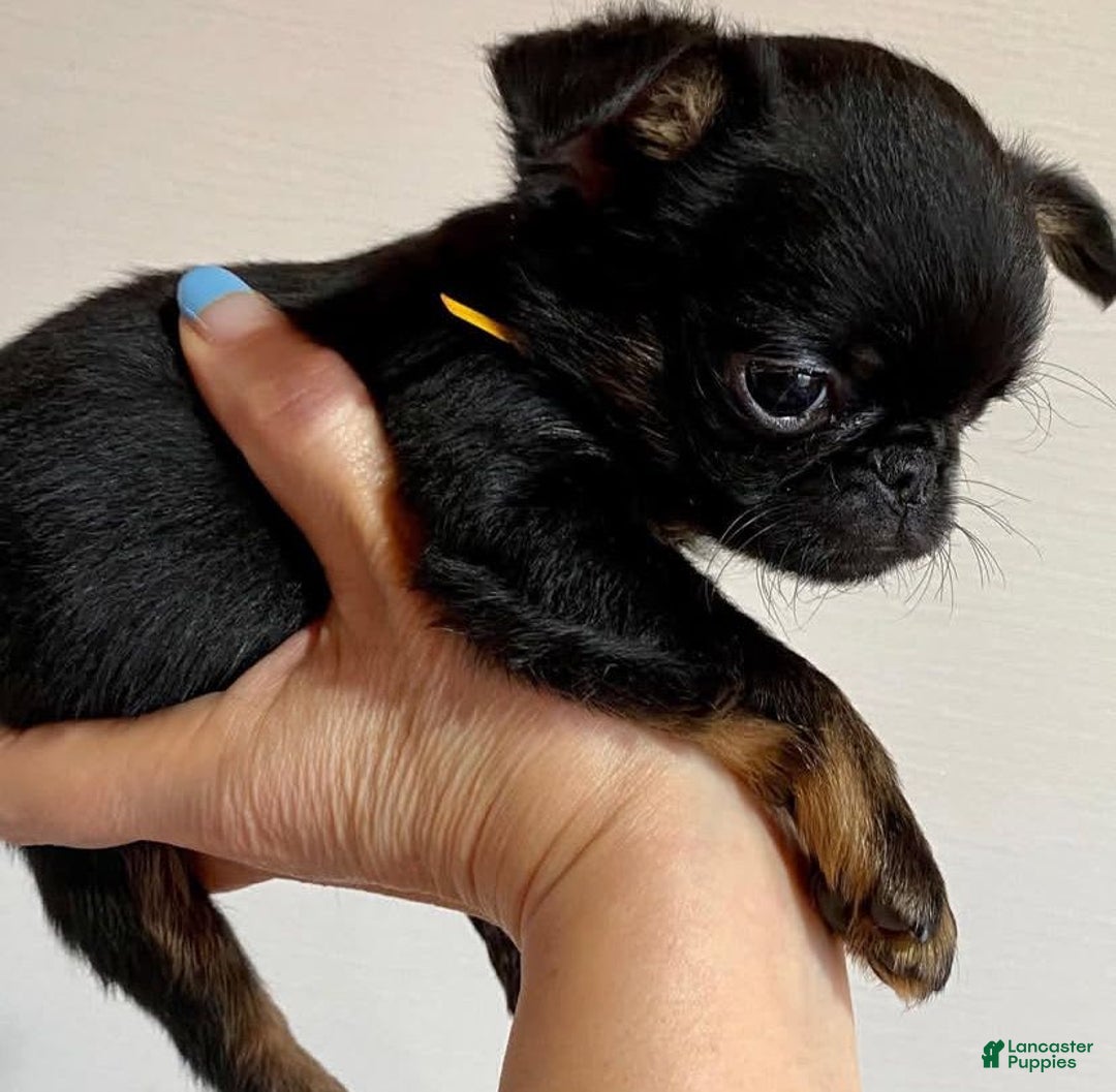 Brussels Griffon dogs for sale: Vince - Image 2
