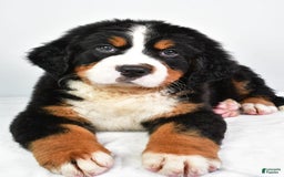 Bernese Mountain Dog dogs for sale: Bernese Mountain Dog 3 puppies - Image 5