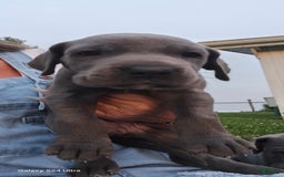 Great Dane dogs for sale: Sky - Image 19