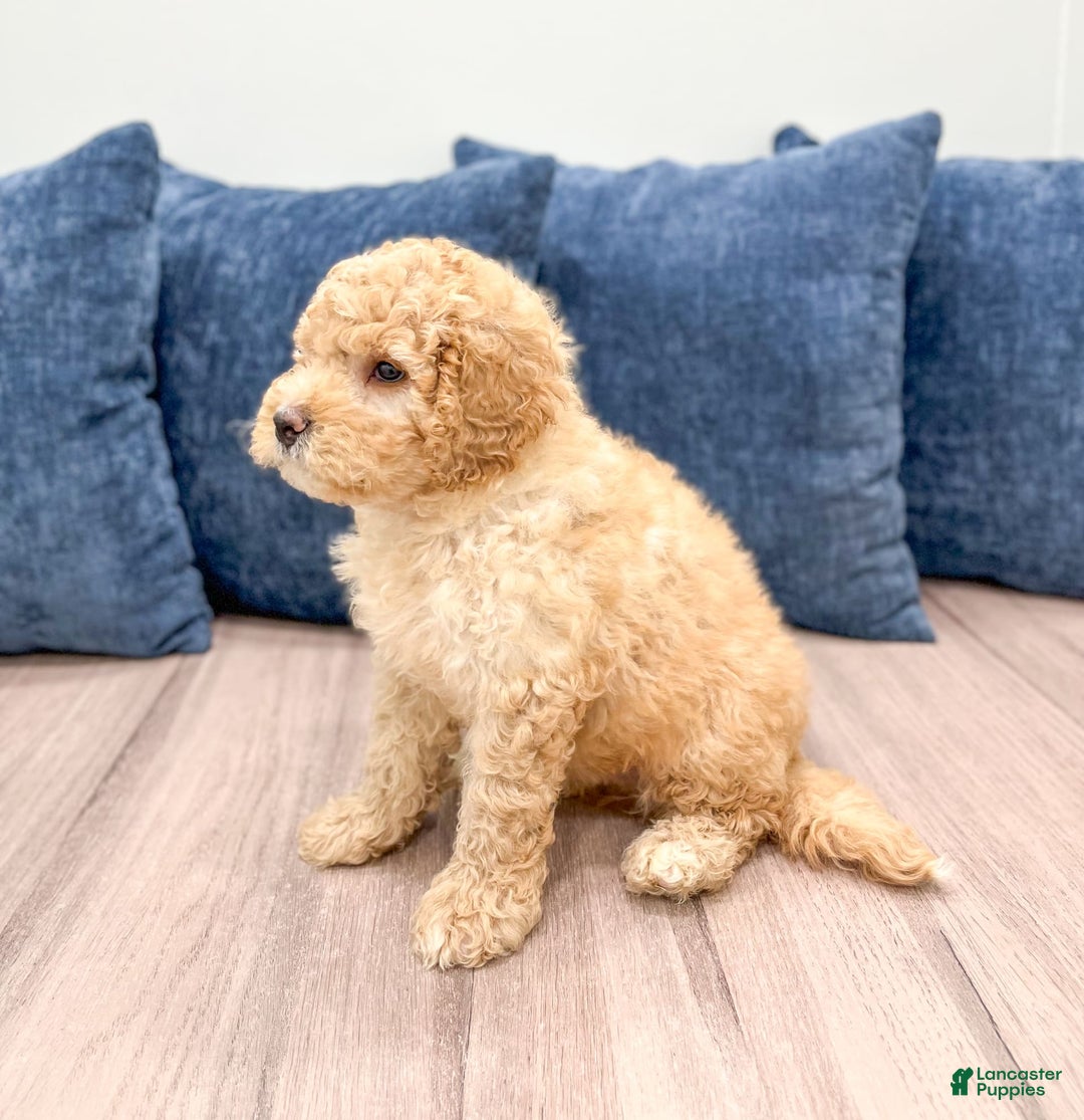 Mini Bernedoodle dogs for sale: Dante - Image 2