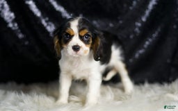 Cavalier King Charles Spaniel dogs for sale: Agate - Image 6