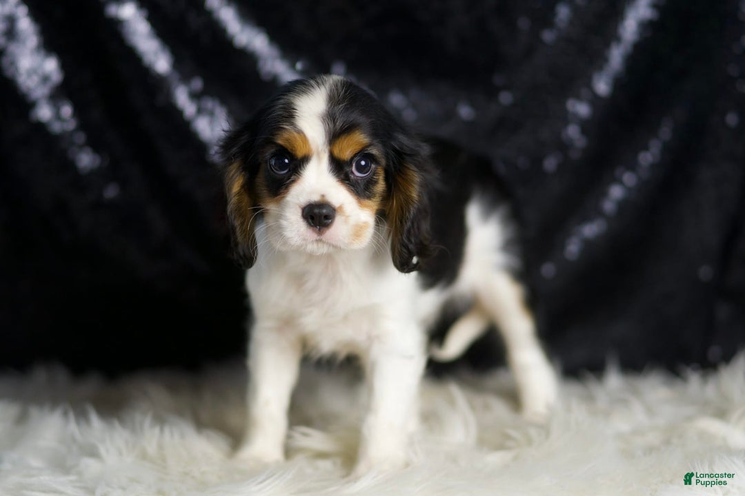 Cavalier King Charles Spaniel dogs for sale: Agate - Image 6