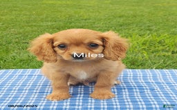 Cavapoo dogs for sale: Miles - Image 1