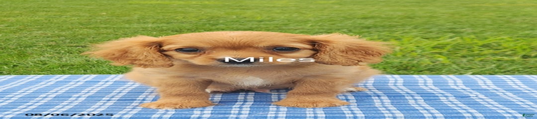 Miles