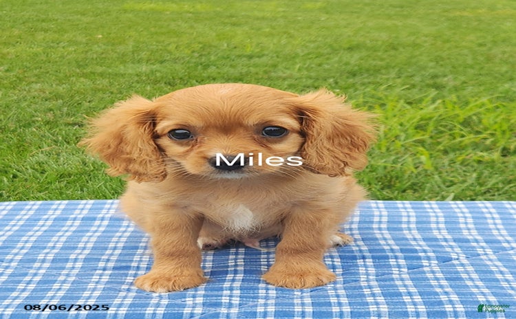 Cavapoo dogs for sale - Ad 1