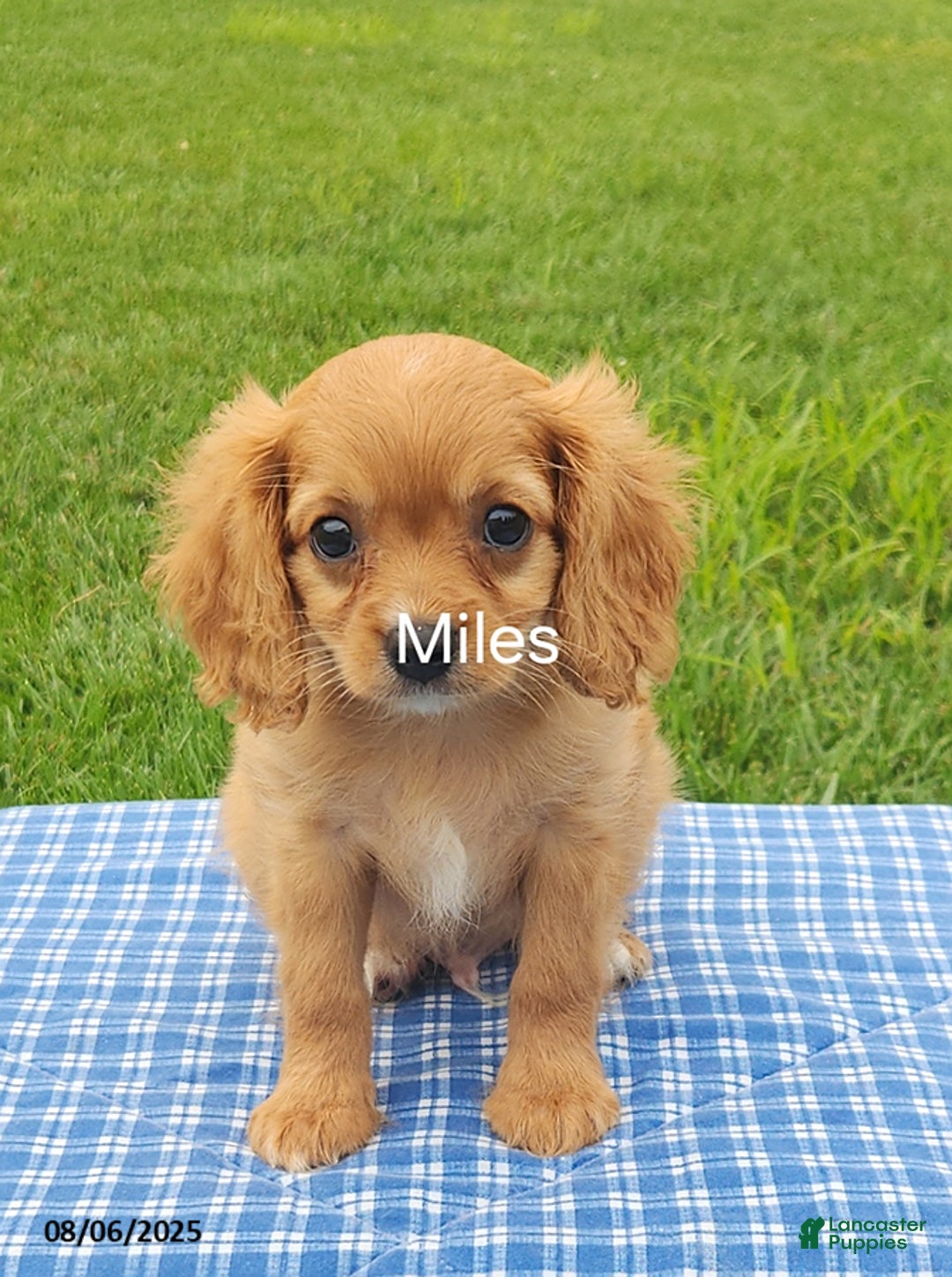 Cavapoo dogs for sale: Miles - Image 1