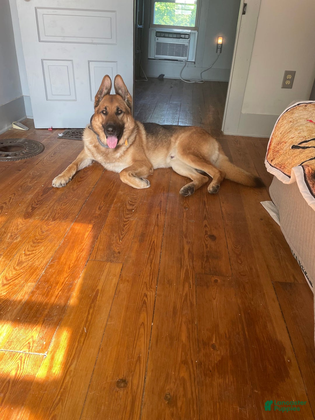German Shepherd dogs for stud: Riley - Image 2