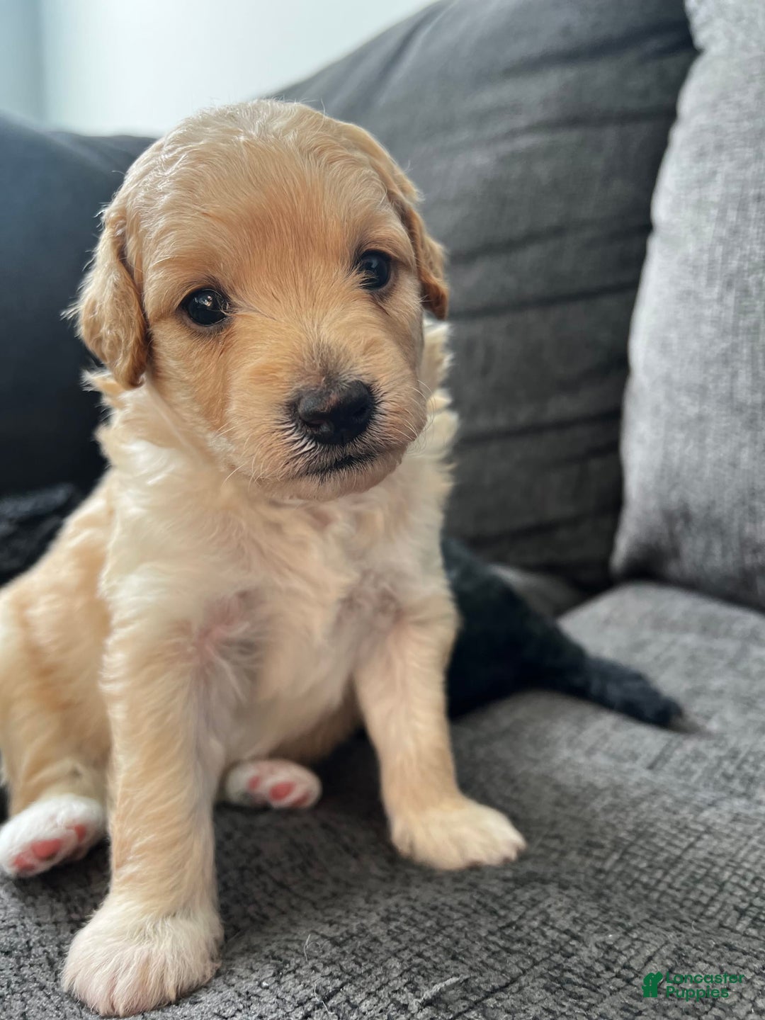 Aussiedoodle dogs for sale: Beau - Image 3