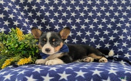 Welsh Corgi Pembroke dogs for sale: Kendall - Image 2