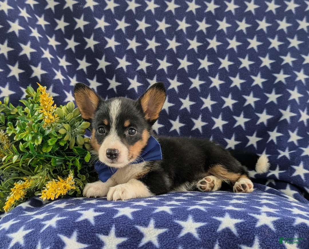 Welsh Corgi Pembroke dogs for sale: Kendall - Image 2