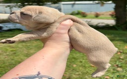 French Bulldog dogs for sale: Elain - Image 2