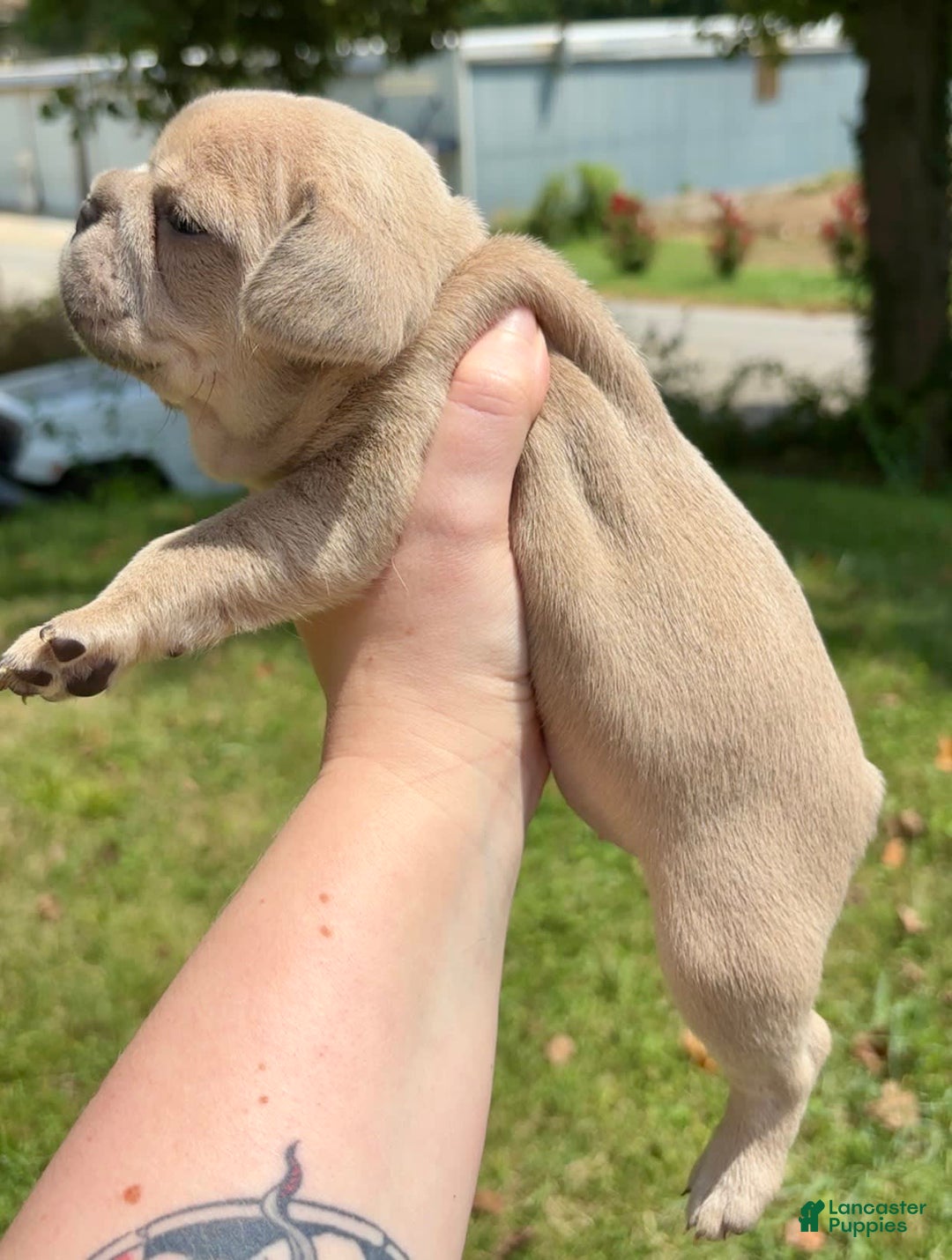 French Bulldog dogs for sale: Elain - Image 2
