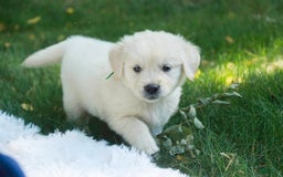 Golden Retriever dogs for sale: Tawny - Image 27