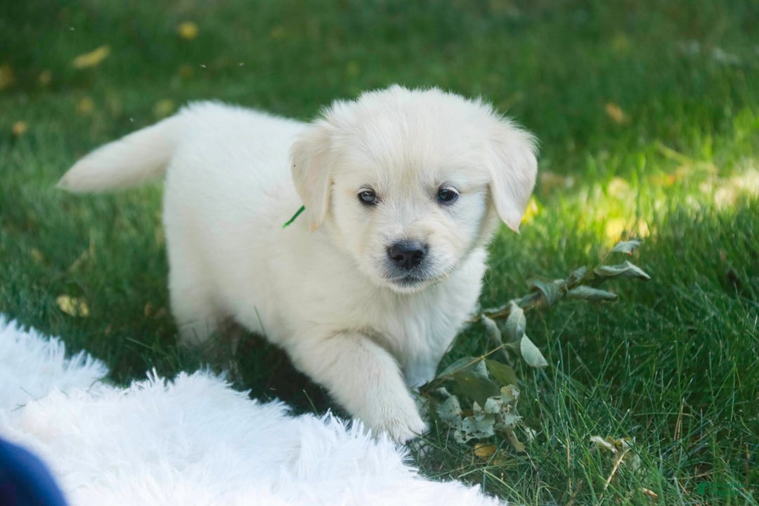 Golden Retriever dogs for sale: Tawny - Image 27
