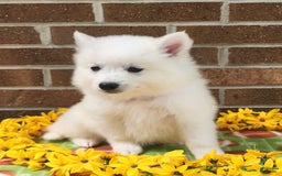 American Eskimo dogs for sale: Gringo - Image 2