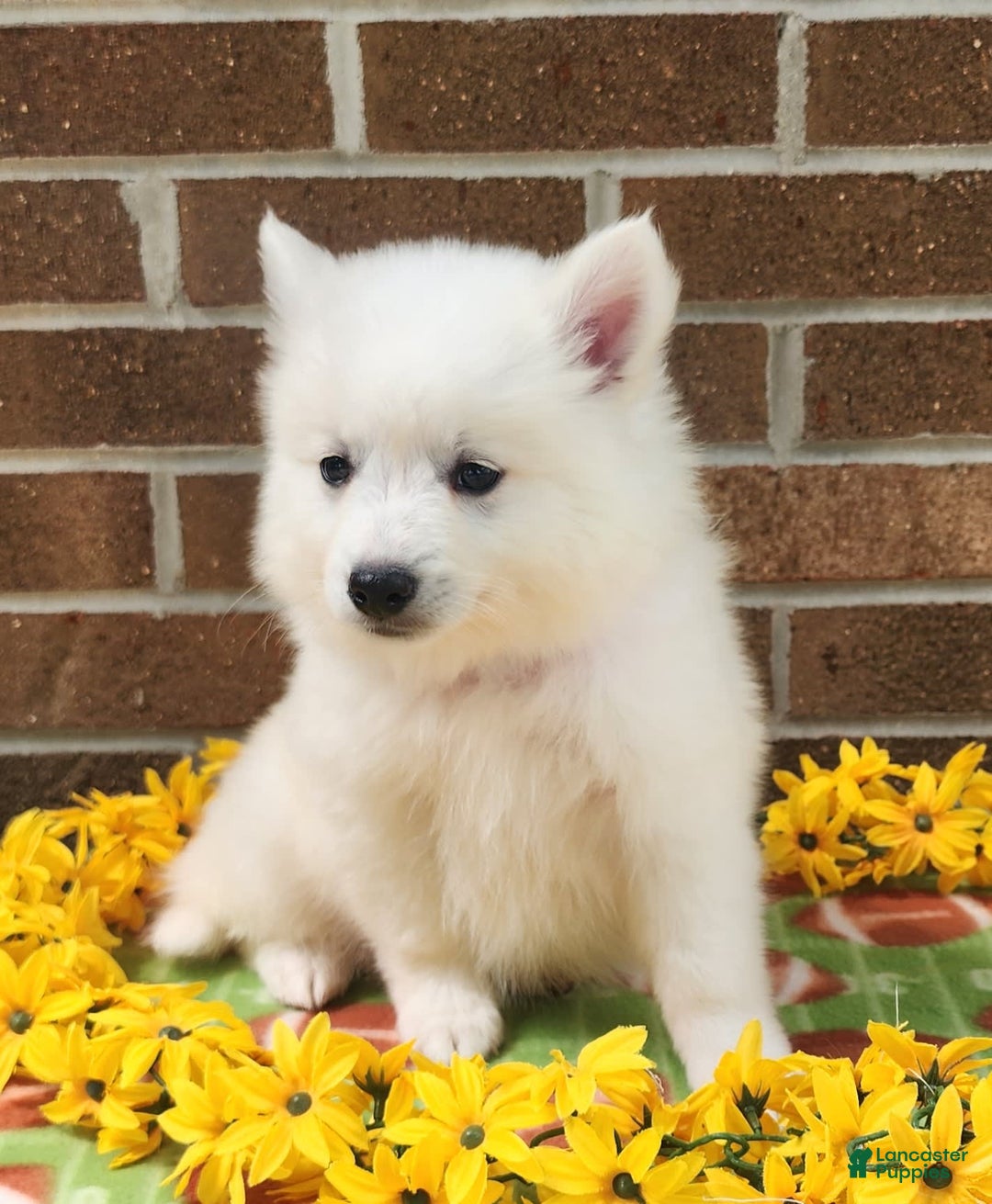 American Eskimo dogs for sale: Gringo - Image 2