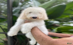 Goldendoodle dogs for sale: Faith - Image 4
