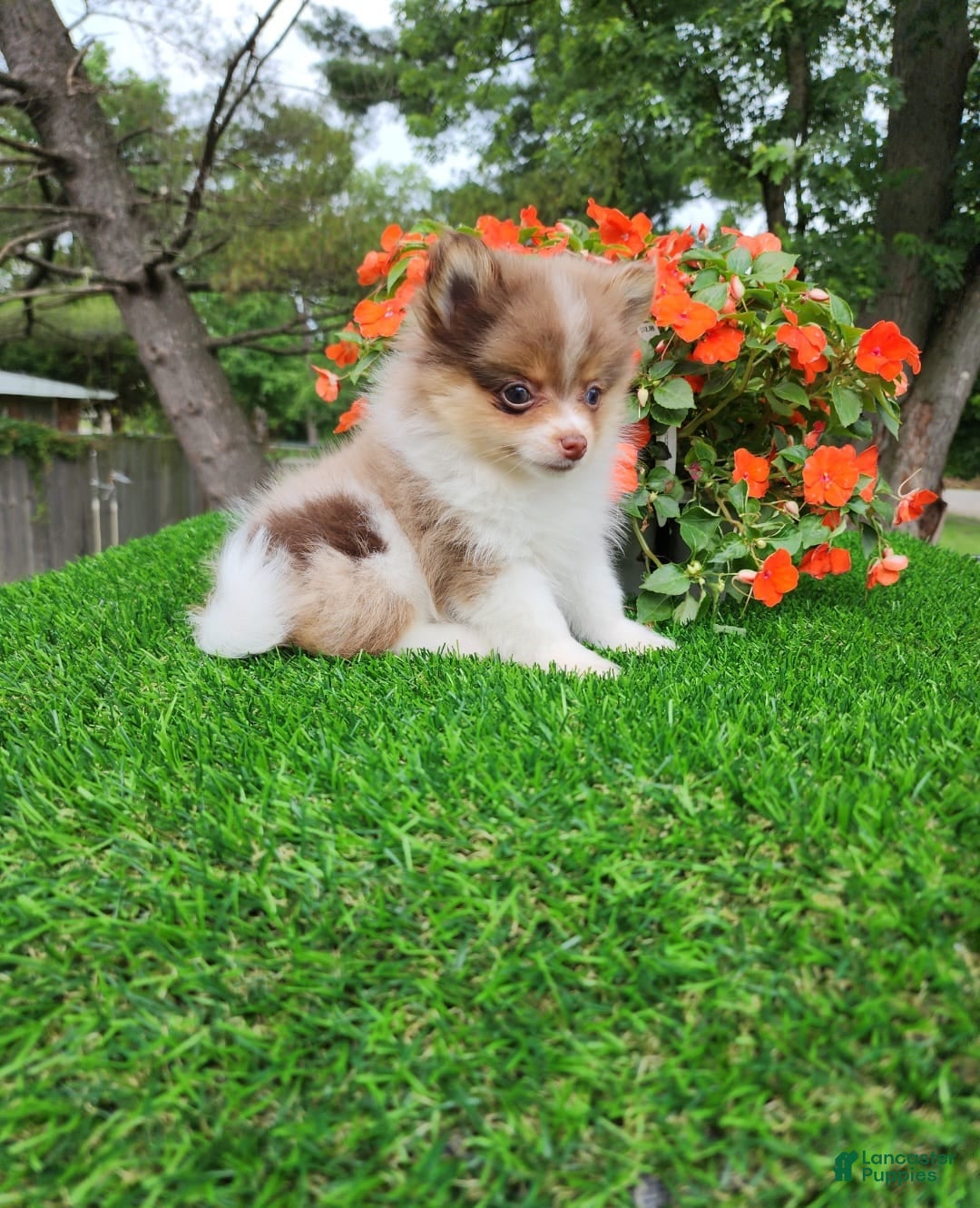 Pomeranian dogs for sale: Puffin - Listing for pets: Puffin - Image 3