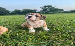 English Bulldog dogs for sale: Nicky - Image 3