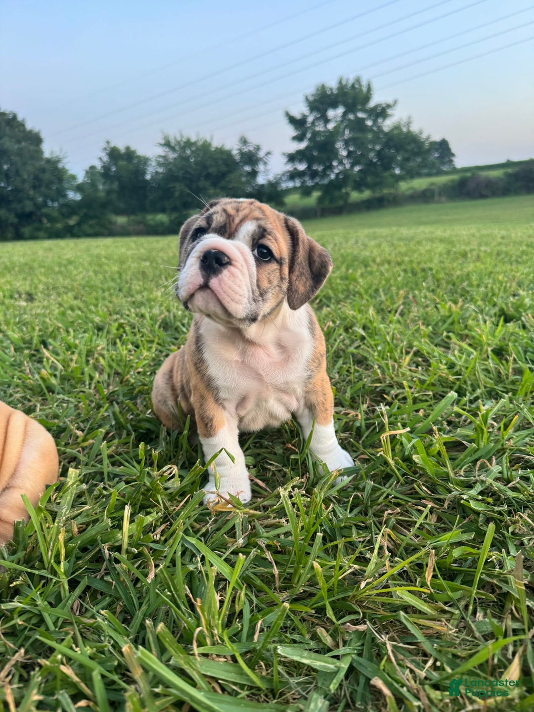 English Bulldog dogs for sale: Nicky - Image 3