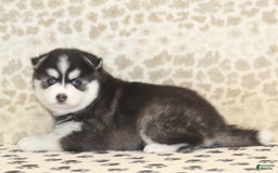 Pomsky dogs for sale: Charlie - Image 3