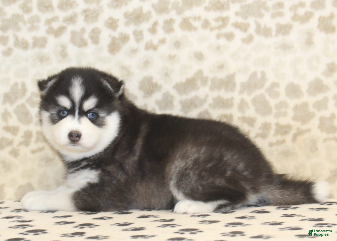 Pomsky dogs for sale: Charlie - Image 3