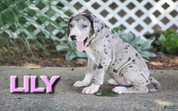 Great Dane dogs for sale: Lily - Image 4