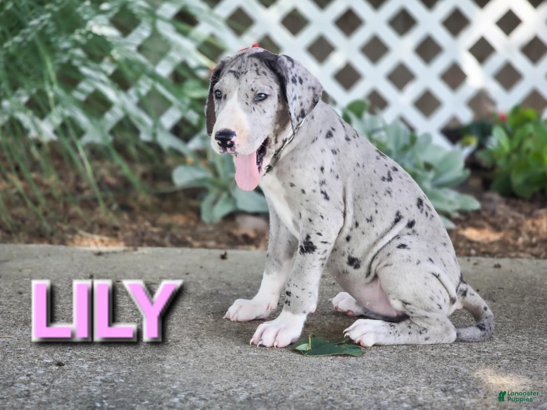 Great Dane dogs for sale: Lily - Image 4