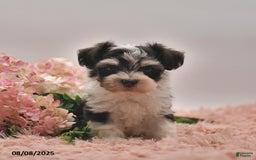 Havanese dogs for sale: Parker - Image 2