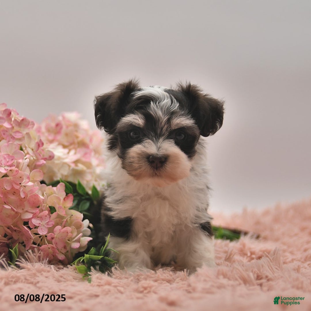 Havanese dogs for sale: Parker - Image 2
