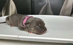 American Bully dogs for sale: Rosey - Image 7