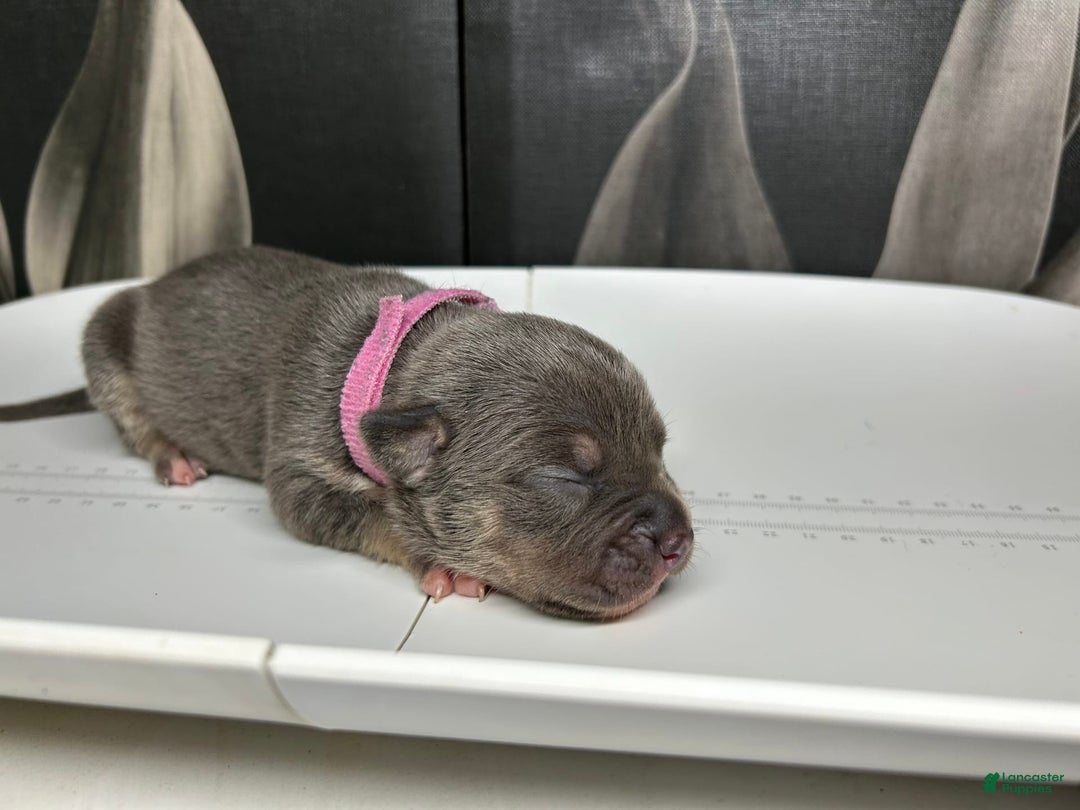 American Bully dogs for sale: Rosey - Image 7