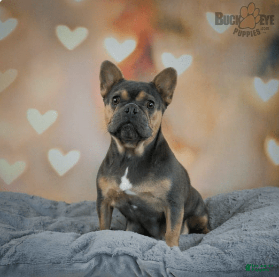 French Bulldog dogs for sale: Remi - Image 11