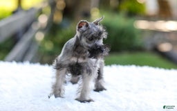 Miniature Schnauzer dogs for sale: Baxter - Image 1
