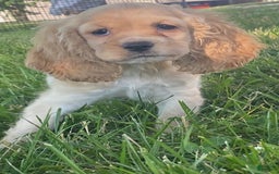 Cocker Spaniel dogs for sale: Oprah - Image 1