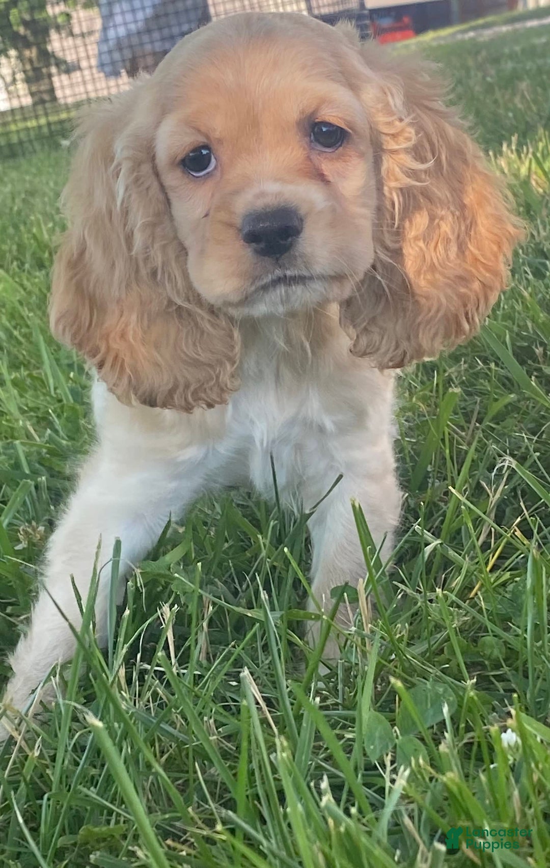 Cocker Spaniel dogs for sale: Oprah - Image 1