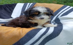 Mini Bernedoodle dogs for sale: Pepsi - Image 5