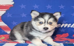 Pomsky dogs for sale: Mystique - Image 6