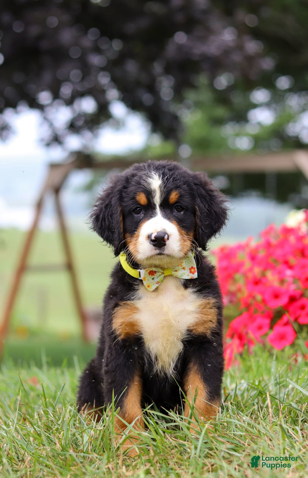 Bernese Mountain Dog dogs for sale: Goliath - Image 6