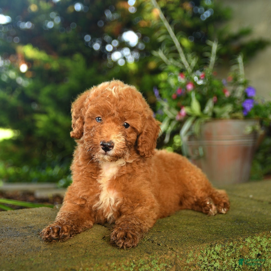 Miniature Poodle dogs for sale: Red - Image 3