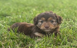 Aussiedoodle dogs for sale: Carter - Image 1